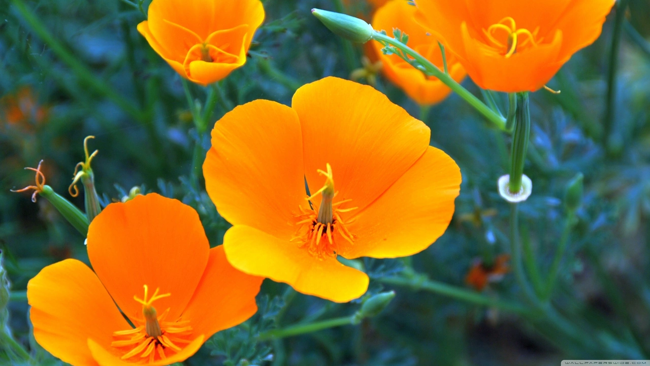 California Poppy: The Natural Wonder Supplement You Need to Try Today!